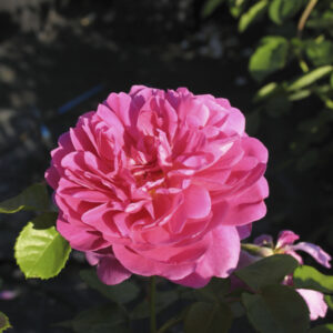 Rosa Princess Anne®