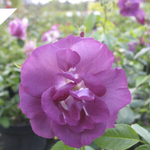 Rosa Rhapsody in Blue