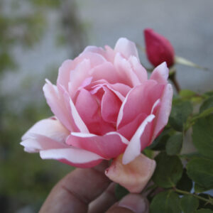 Rosa Albertine