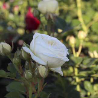 Rosa Artemis - Image 5