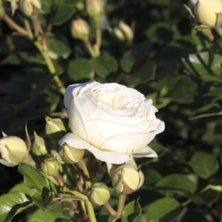 Rosa Artemis - Image 4