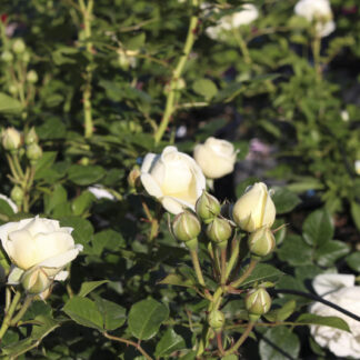 Rosa Artemis - Image 3