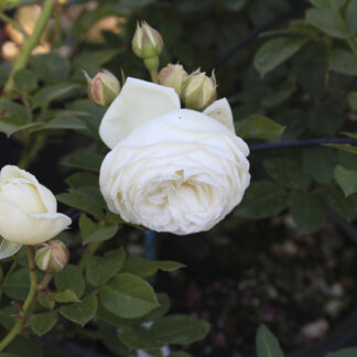 Rosa Artemis - Image 2