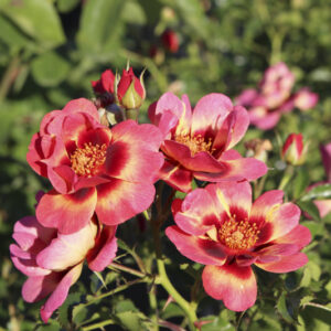 Rosa 'Blushing Babylon Eyes' RADICE NUDA