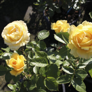 Rosa Doris Day RADICE NUDA