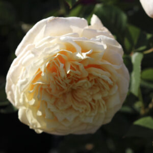 Rosa English Garden®