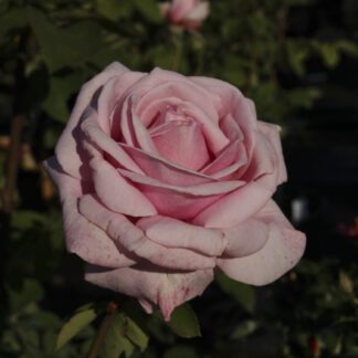 Rosa Frederic Mistral® - Image 4
