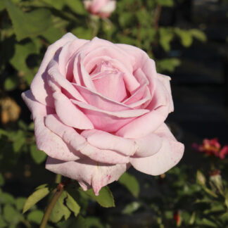 Rosa Frederic Mistral® - Image 3