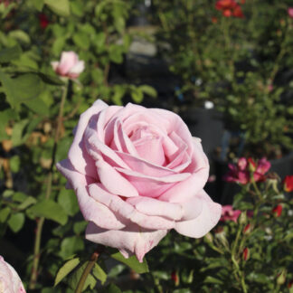 Rosa Frederic Mistral® - Image 2