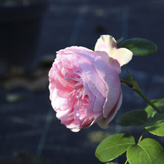 Rosa Giardinia® - Image 4