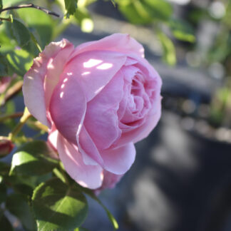 Rosa Giardinia® - Image 3