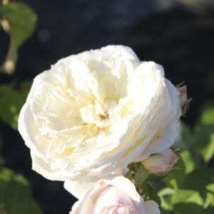 Rosa Parky RADICE NUDA