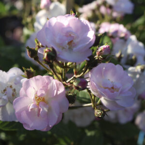 Rosa Perennial Blush RADICE NUDA