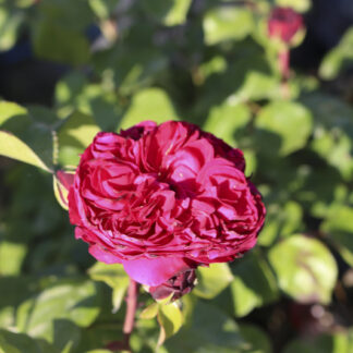 Rosa Red Leonardo da Vinci - Image 3