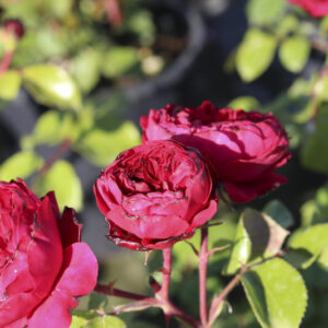 Rosa Red Leonardo da Vinci