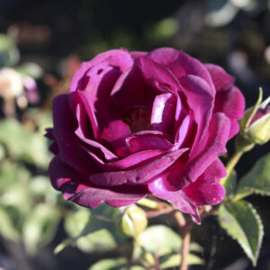 Rosa Royal Celebration