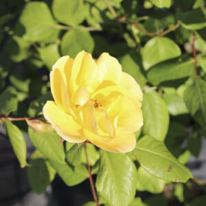 Rosa Tequila Gold RADICE NUDA