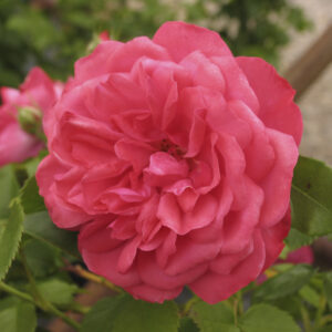 Rosa Rosarium Uetersen® Rampicante