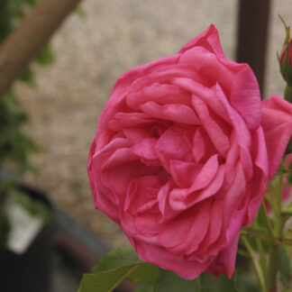 Rosa Rosarium Uetersen® Rampicante - Image 4
