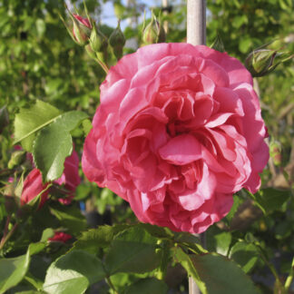 Rosa Rosarium Uetersen® Rampicante - Image 7