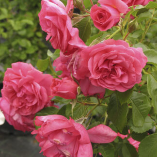 Rosa Rosarium Uetersen® Rampicante - Image 3