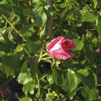 Rosa Rosarium Uetersen® Rampicante - Image 6