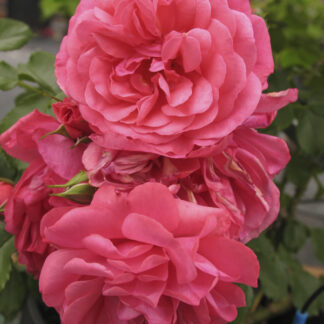 Rosa Rosarium Uetersen® Rampicante - Image 2