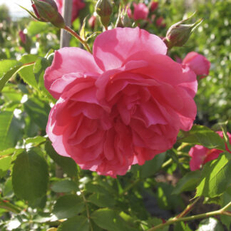 Rosa Rosarium Uetersen® Rampicante - Image 5