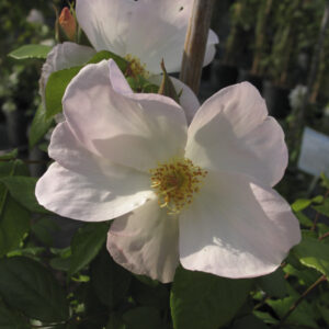 Rosa Sally Holmes RADICE NUDA