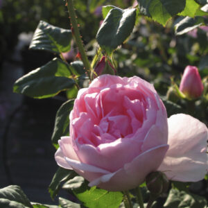 Rosa Scepter d'Isle®