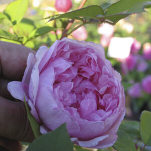 Rosa Sister Elizabeth®