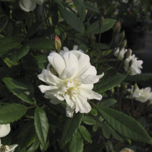 Rosa Snow Goose RADICE NUDA