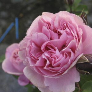 Rosa Soeur Emmanuelle