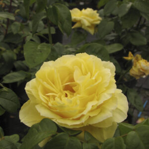 Rosa Souvenir de Marcel Proust