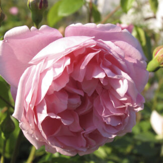 Rosa Strawberry Hill - Image 3