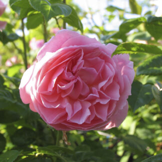 Rosa Strawberry Hill - Image 2