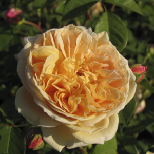 Rosa Teasing Georgia® RADICE NUDA