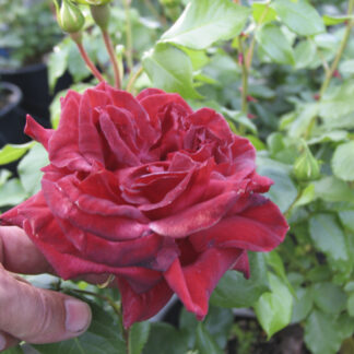 Rosa Terracotta - Image 4