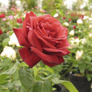 Rosa Terracotta - Image 3