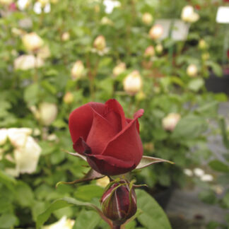 Rosa Terracotta - Image 2