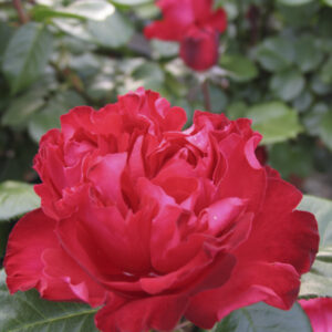 Rosa Traviata®