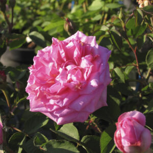 Rosa Trevor Griffiths®