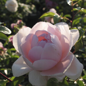 Rosa 'Wildeve'®