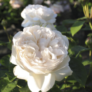 Rosa 'Winchester Cathedral'®