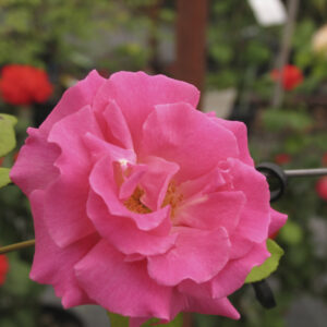 Rosa Zephirine Drouhin