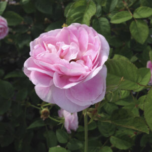 Rosa Assisi® (syn. Queen Anne®)