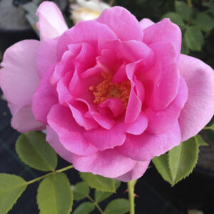 Rosa Cariad RADICE NUDA