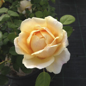 Rosa Charles Darwin®