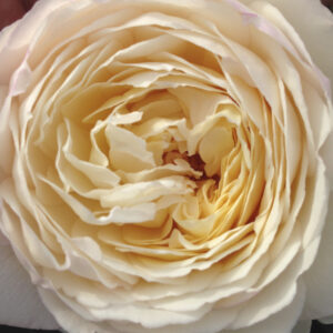 Rosa Claire Austin RADICE NUDA