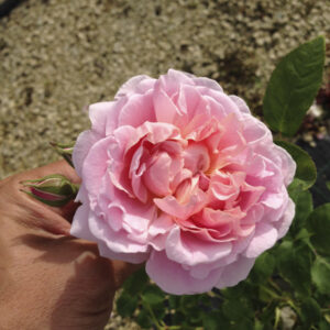 Rosa Cottage Rose®